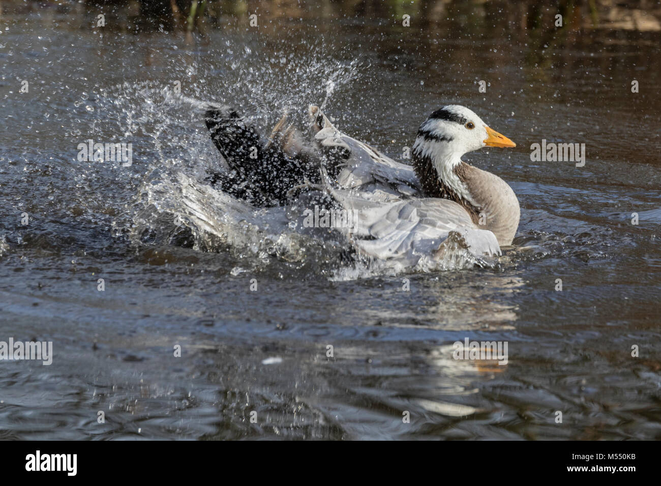 Bar-headed Goose Anser indicus Stock Photo