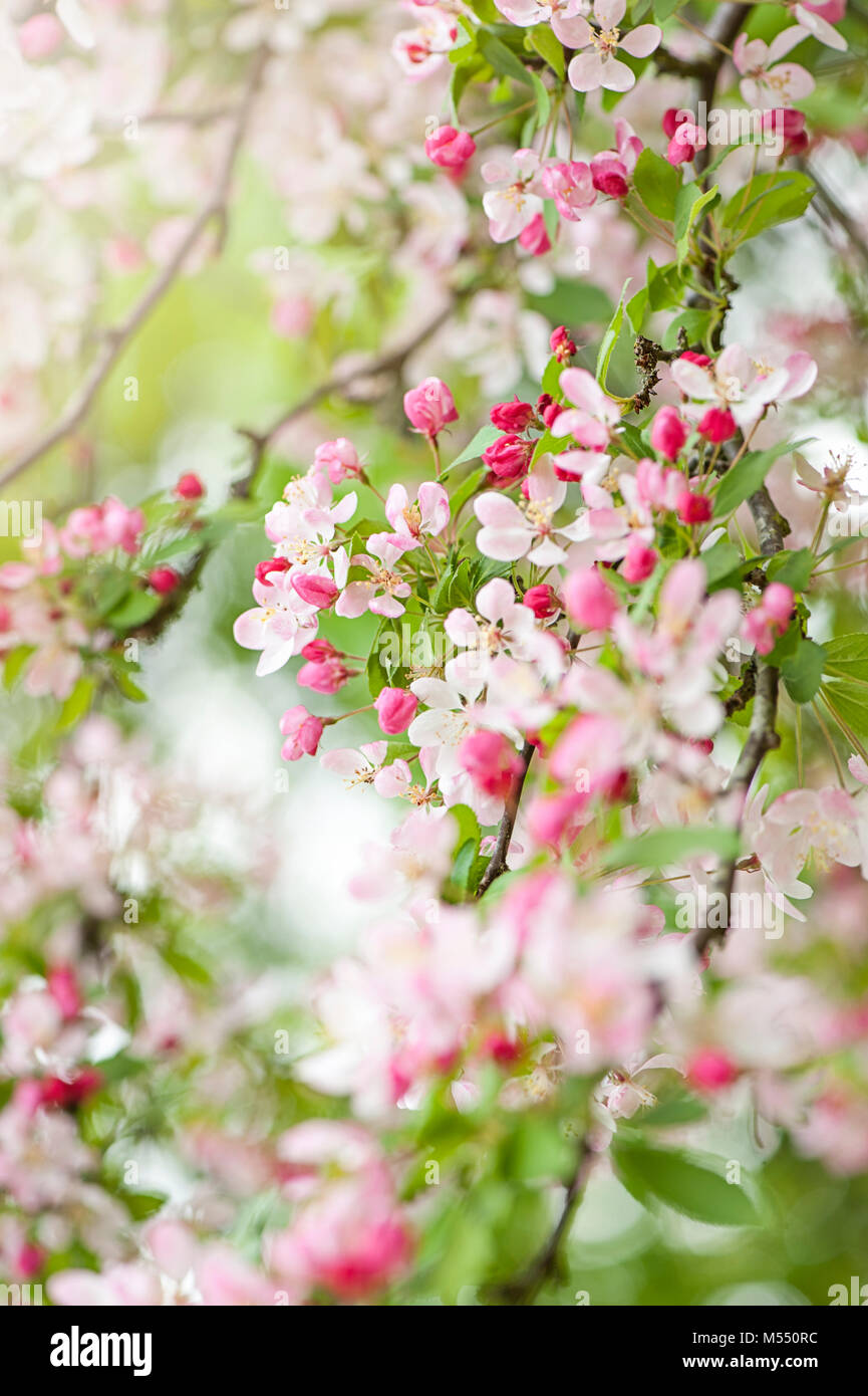 Close-up image of the spring flowering Crab Apple Blossom flowers also known as Malus sylvestris Stock Photo