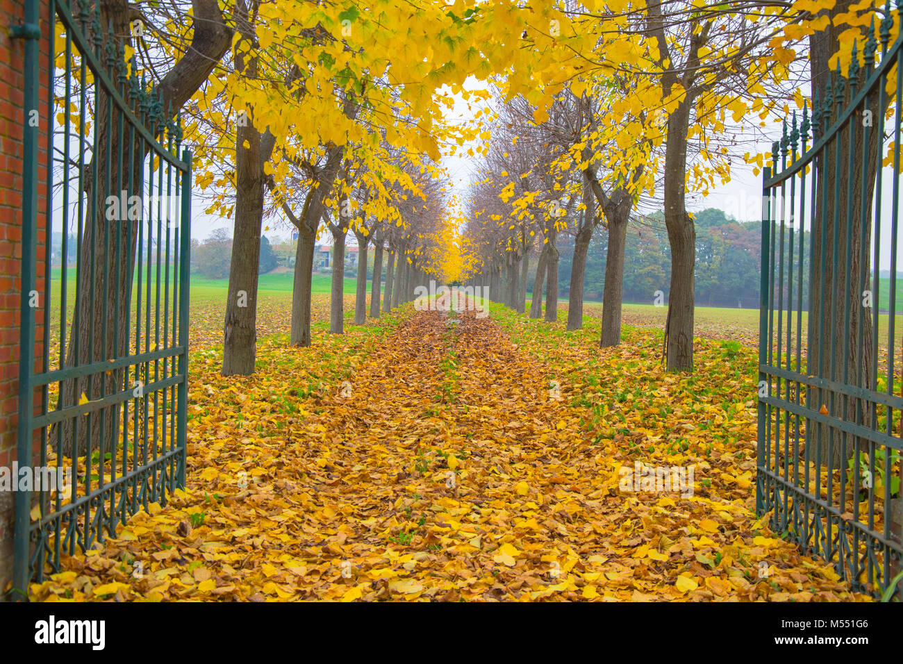 Autumn trees lined in private home road with open gate with foliage in Italy,Europe / trees