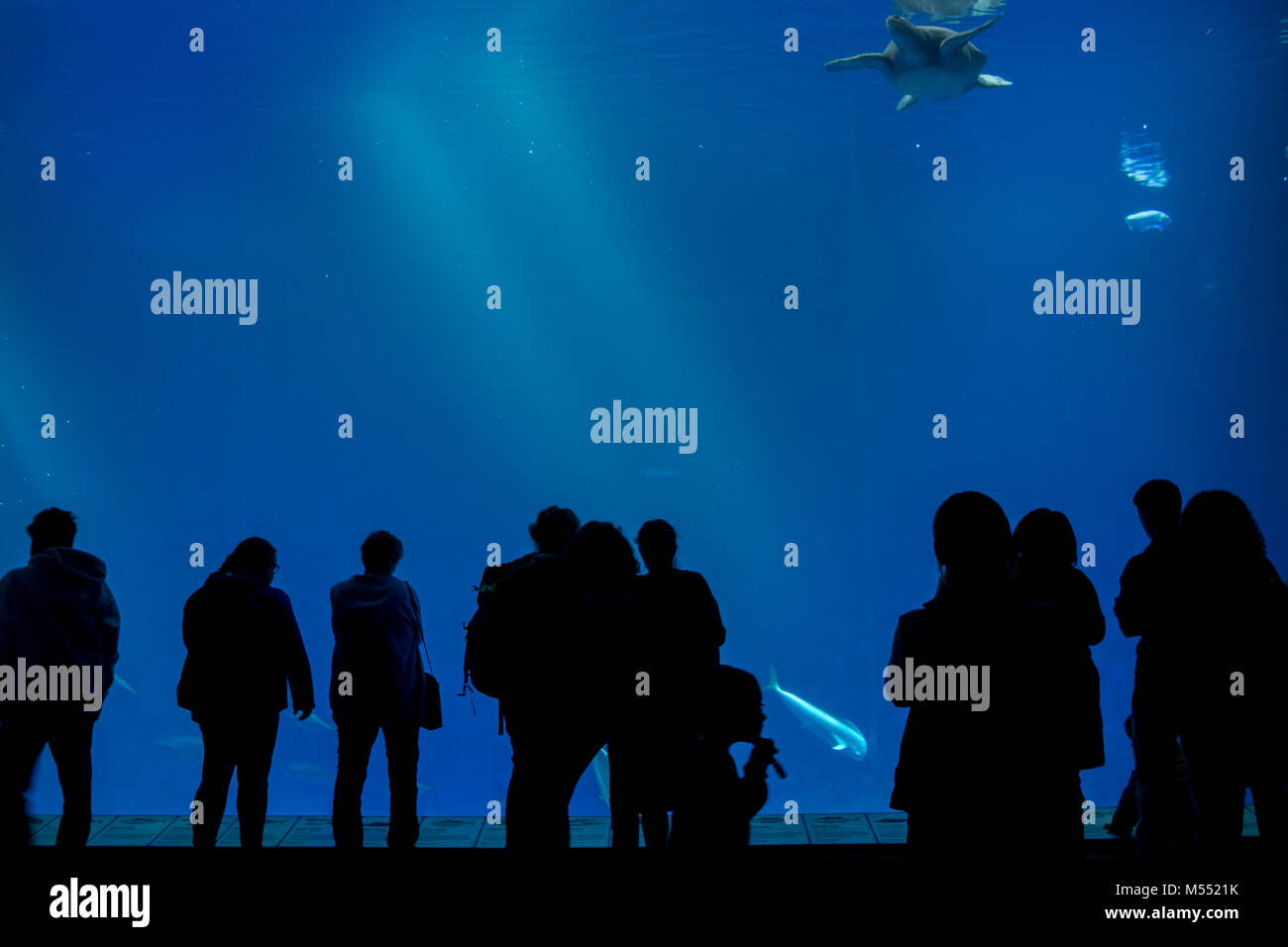 Visitors watch a turtle swimming in the Open Ocean tank at Monterey