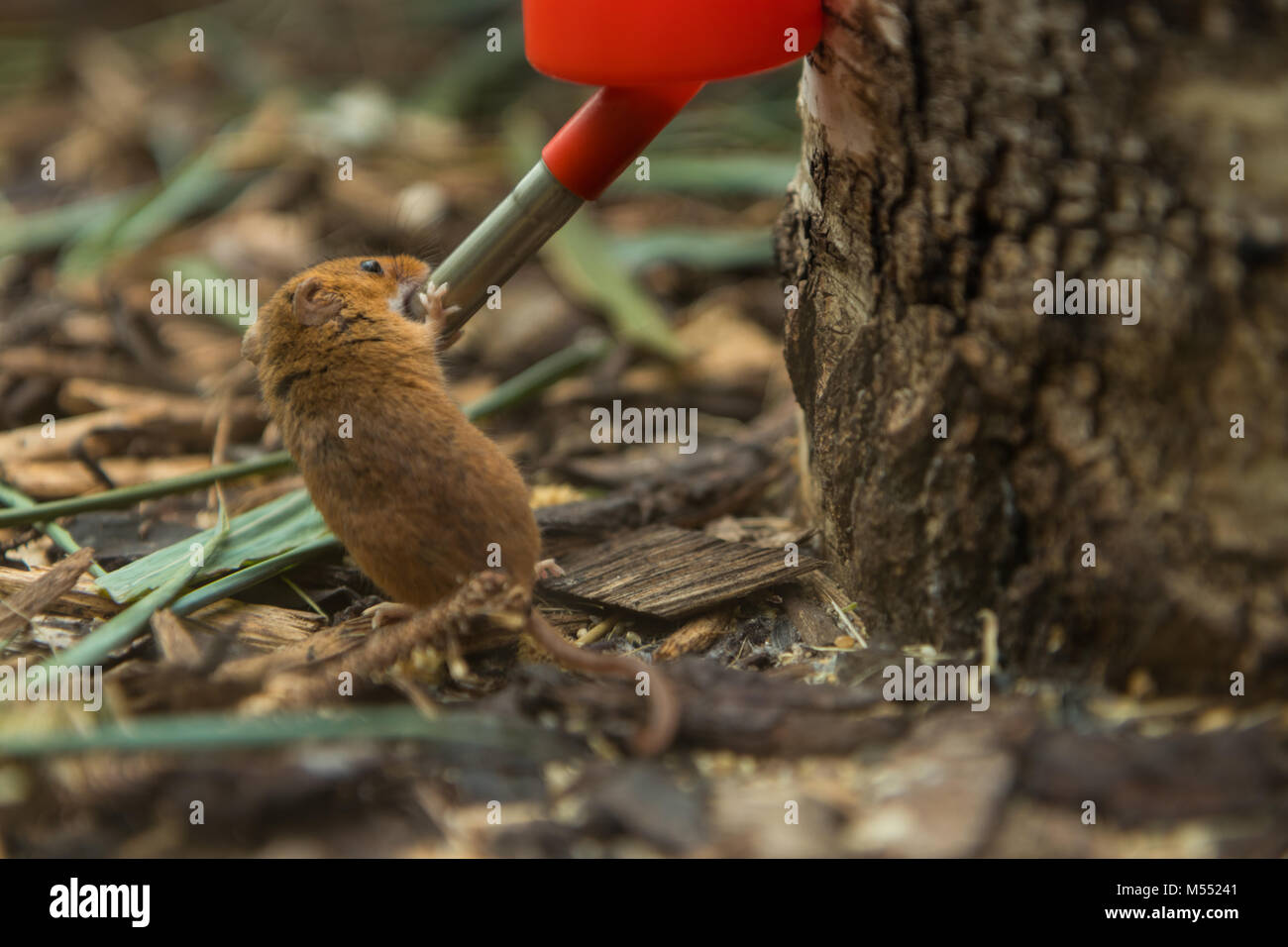 Shallow field of view close up of a drinking Harvest Mouse at New Forest Wildlife Park near Shouthampton Stock Photo