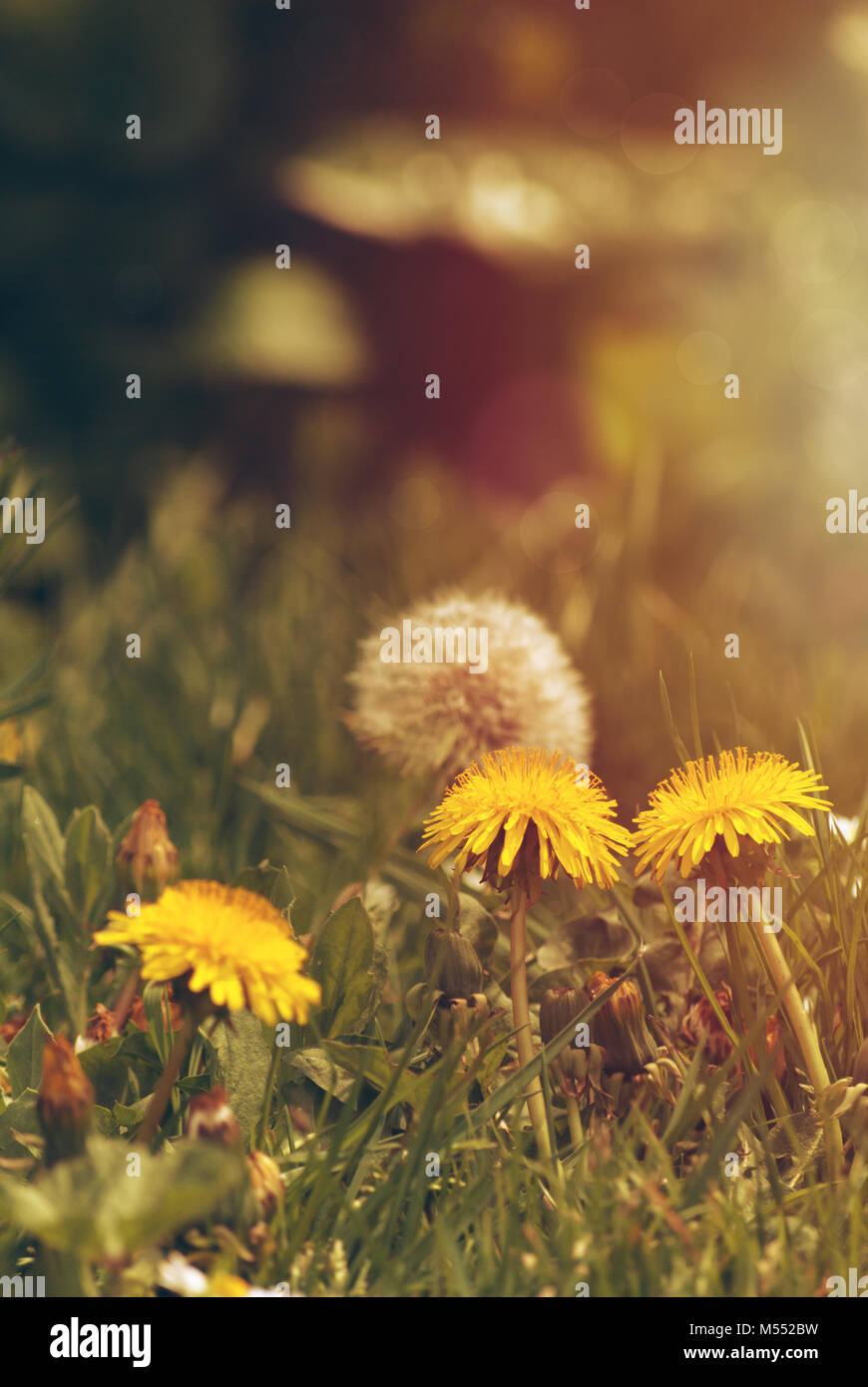 Close up of yellow dandelions growing in grass with white seed head behind, bathed in golden misty light. Stock Photo