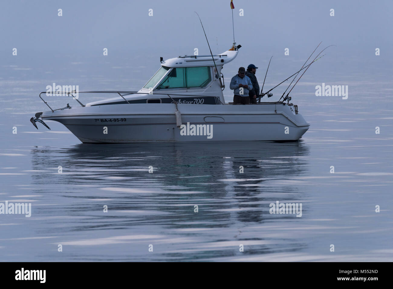 Roses bay, gulls (larus) morus bassanus, seabirds, cliffs Stock Photo