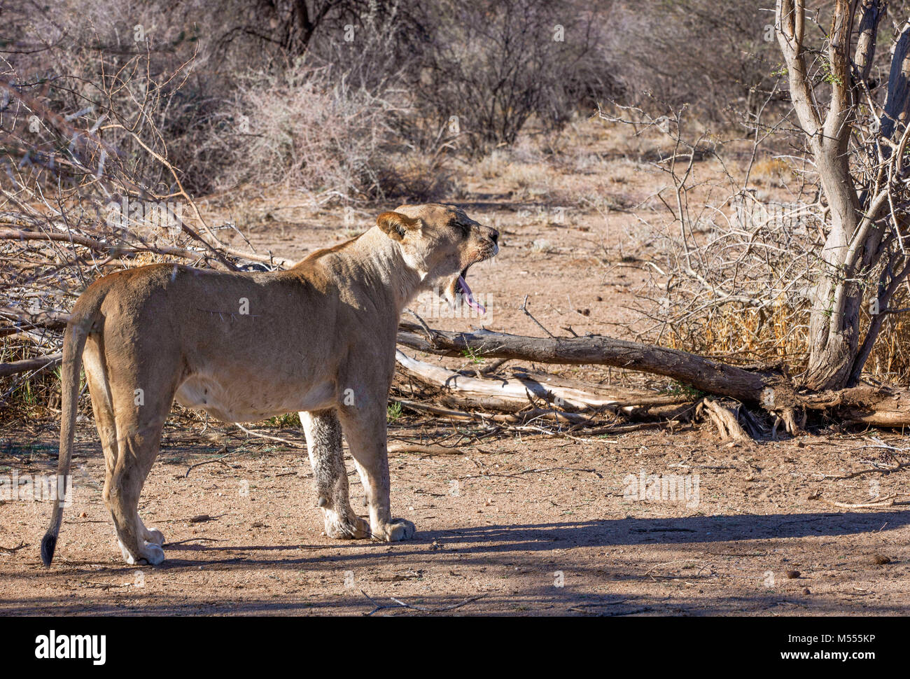 Resting lioness in Etosha National Park, Namibia Stock Photo