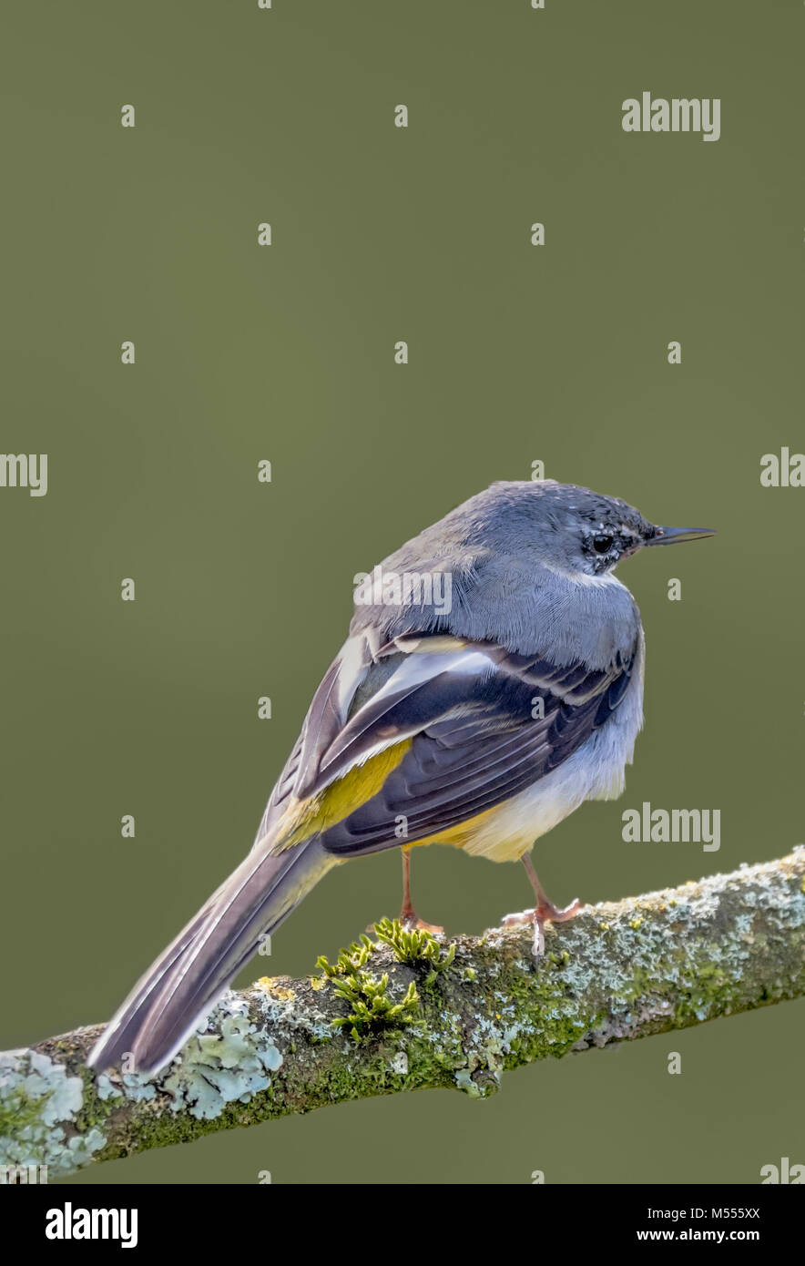 Female Grey Wagtail bird perched on a branch in Winter in West Sussex, England, UK. Portrait with copyspace. Stock Photo