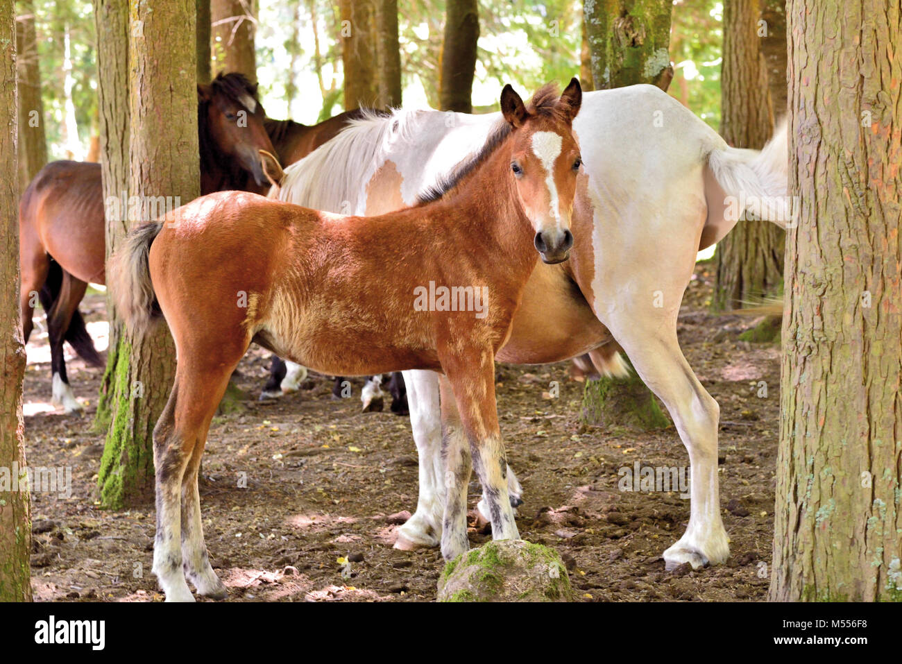 Brown foal with white mother of a group of free living Garrano horses inside of a forest Stock Photo