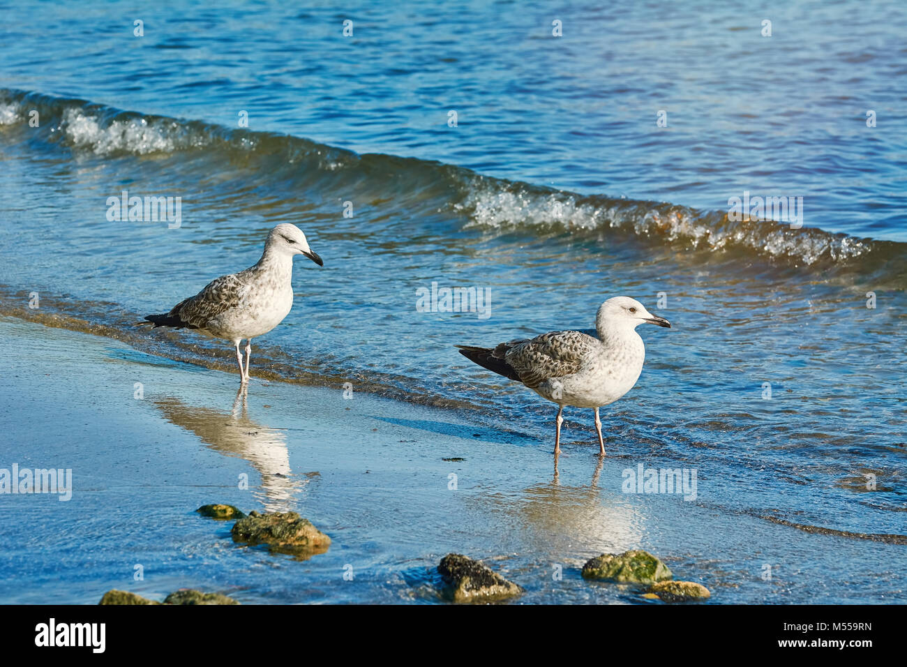 Subadult European Herring Gulls Stock Photo