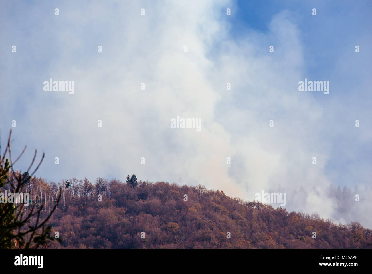 forest with a lot of smoke caused by forest fire Stock Photo - Alamy