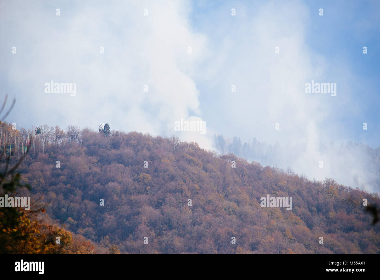 forest with a lot of smoke caused by forest fire Stock Photo - Alamy