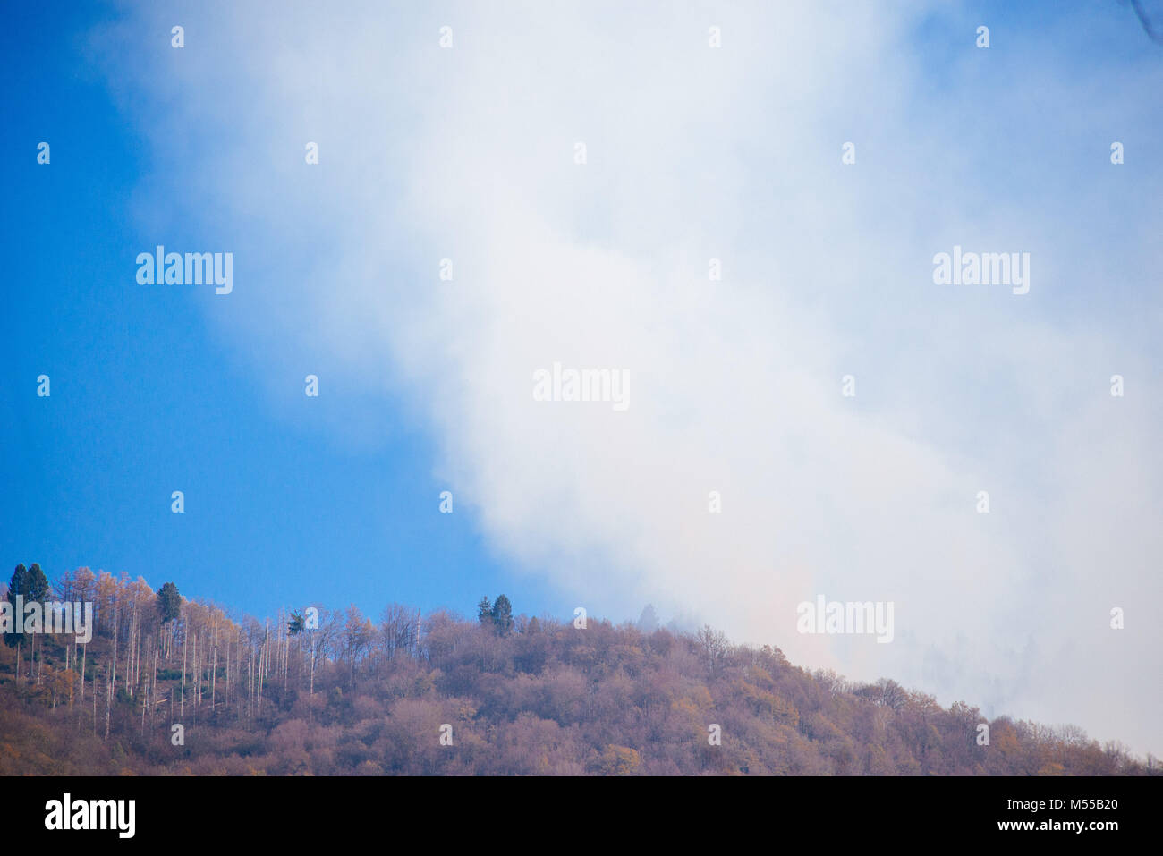 forest with a lot of smoke caused by forest fire Stock Photo - Alamy