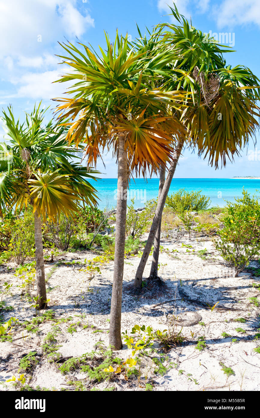Cayo largo beach Cuba wtih palms Stock Photo