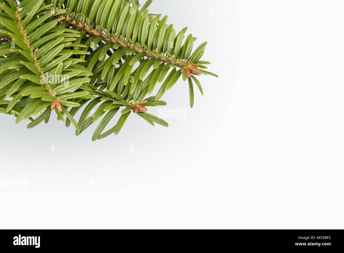 green pine tree branch on white Stock Photo