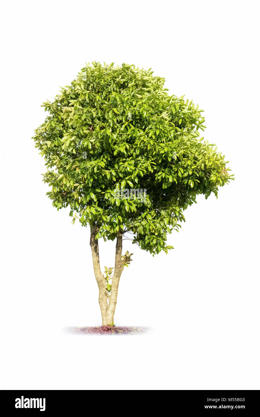sweet scented osmanthus tree Stock Photo