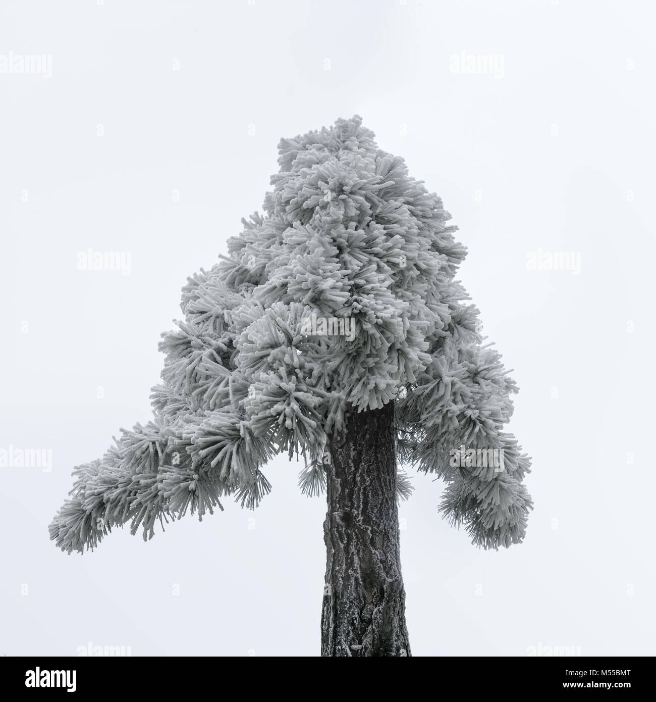 old pine tree in winter Stock Photo