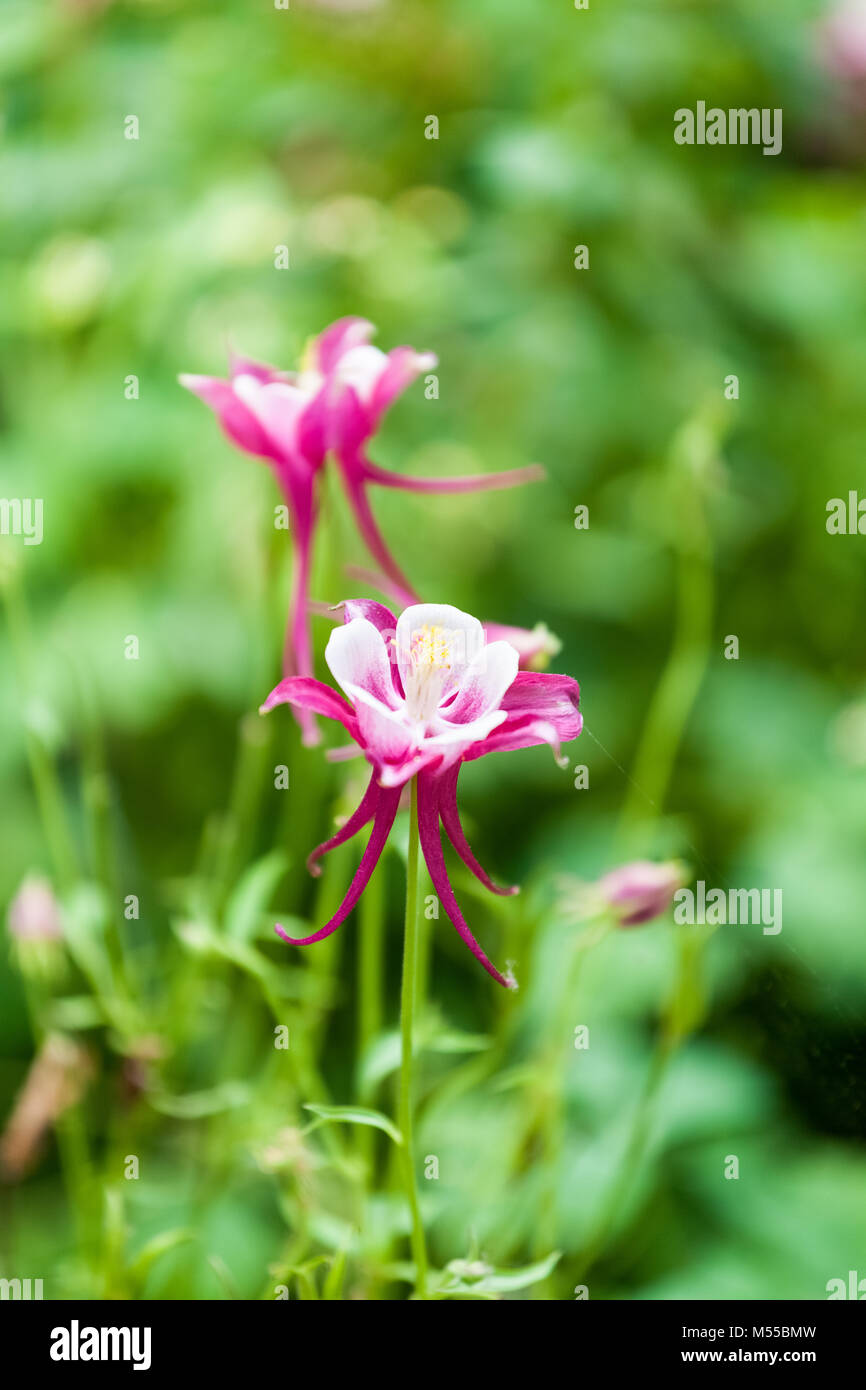 aquilegia glandulosa flower Stock Photo