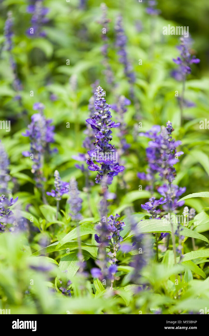 blue salvia purple flower closeup Stock Photo