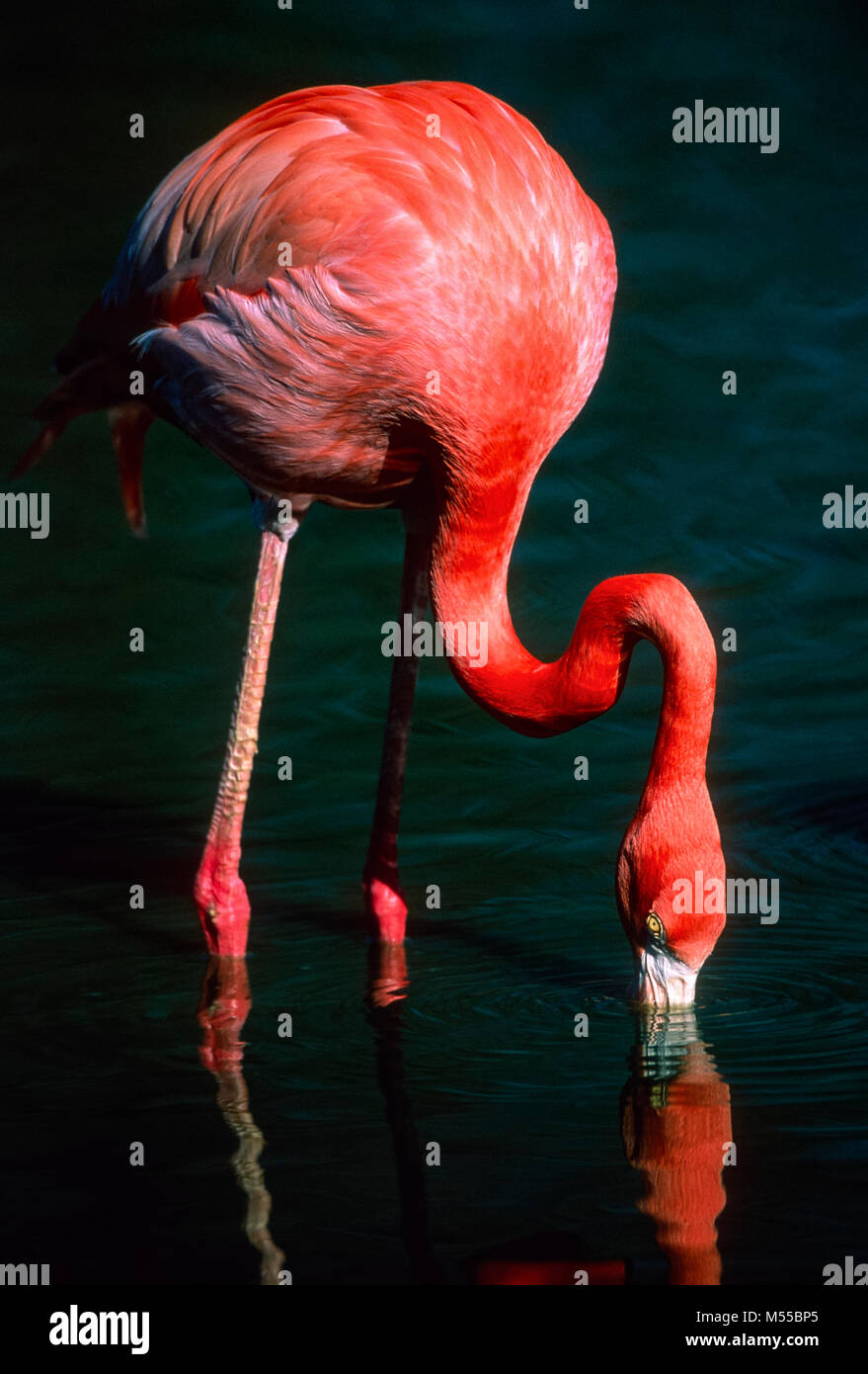 Greater flamingo Stock Photo