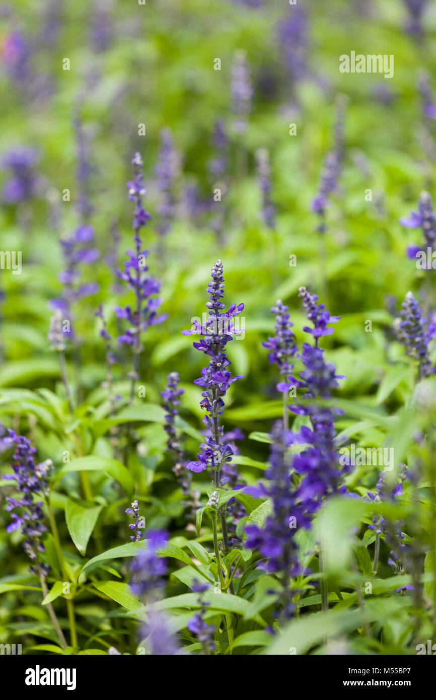 blue salvia purple flower Stock Photo