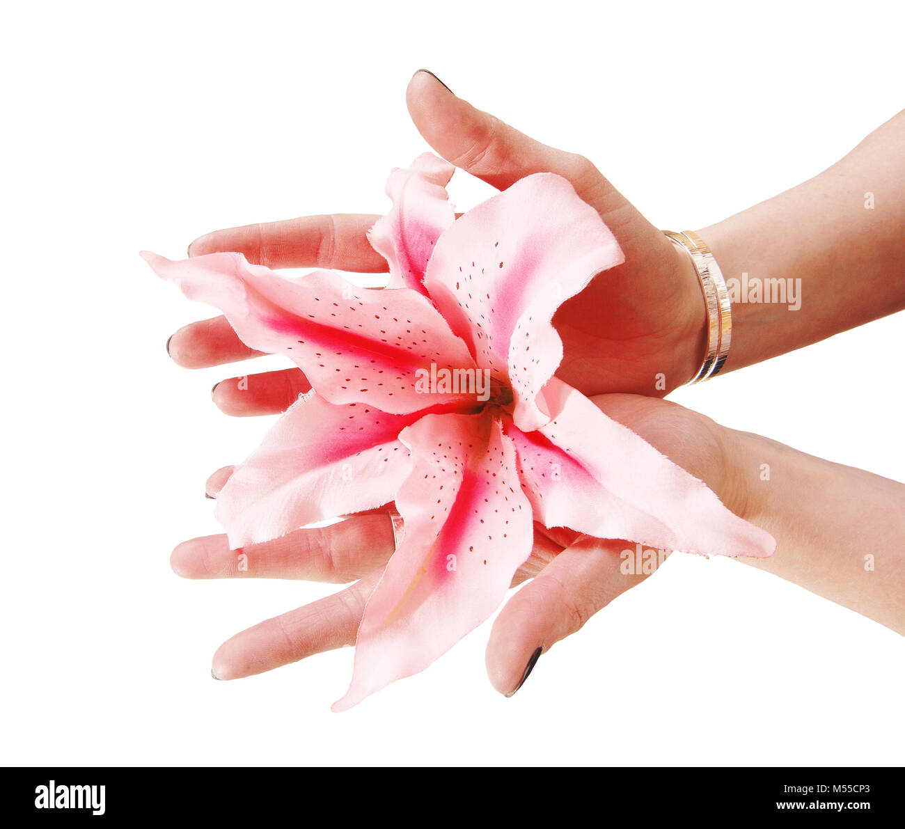 Woman's hands holding lily Stock Photo