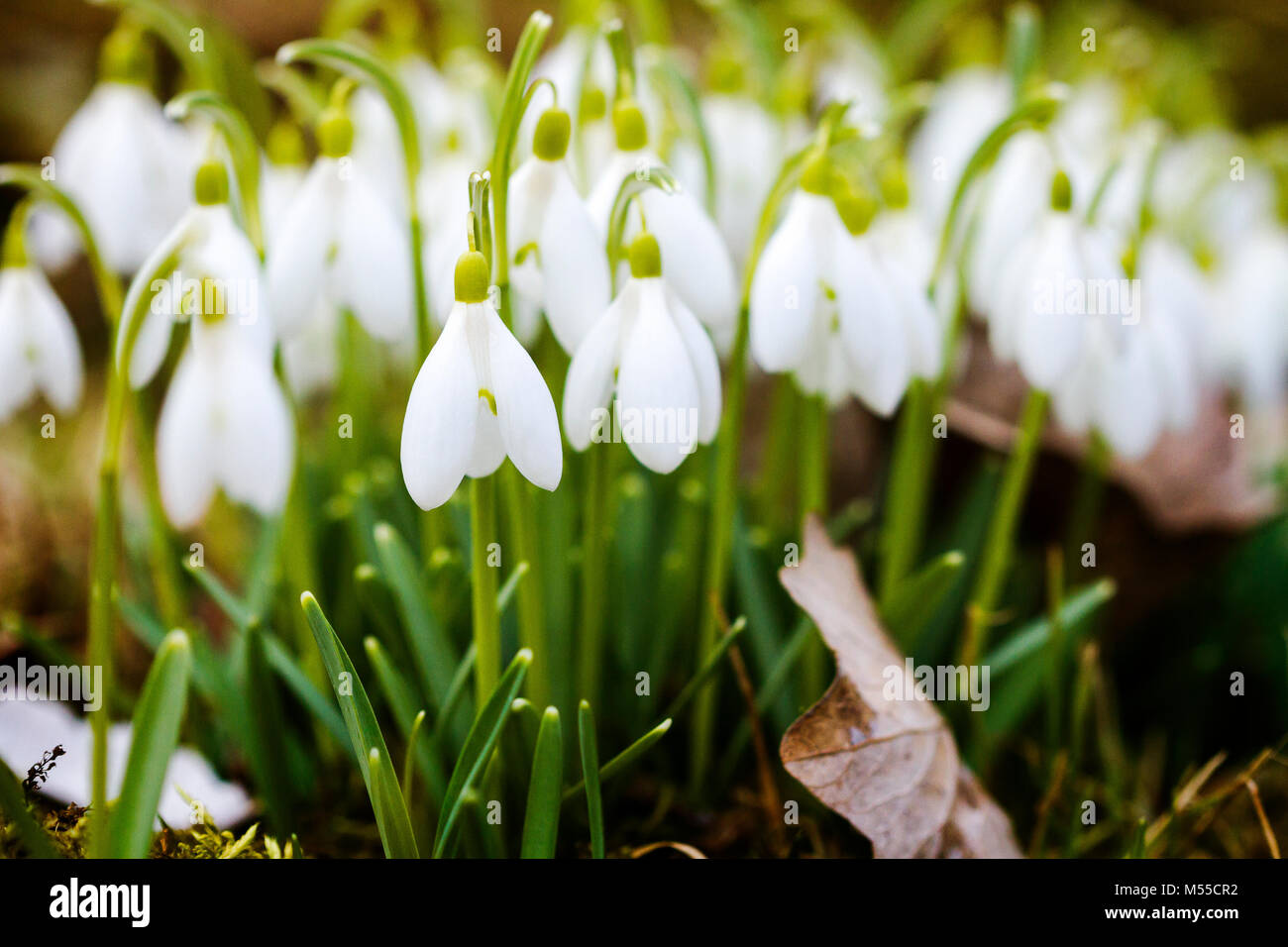 Closeup shot of fresh common snowdrops (Galanthus nivalis) blooming in the spring. Wild flowers field. Stock Photo