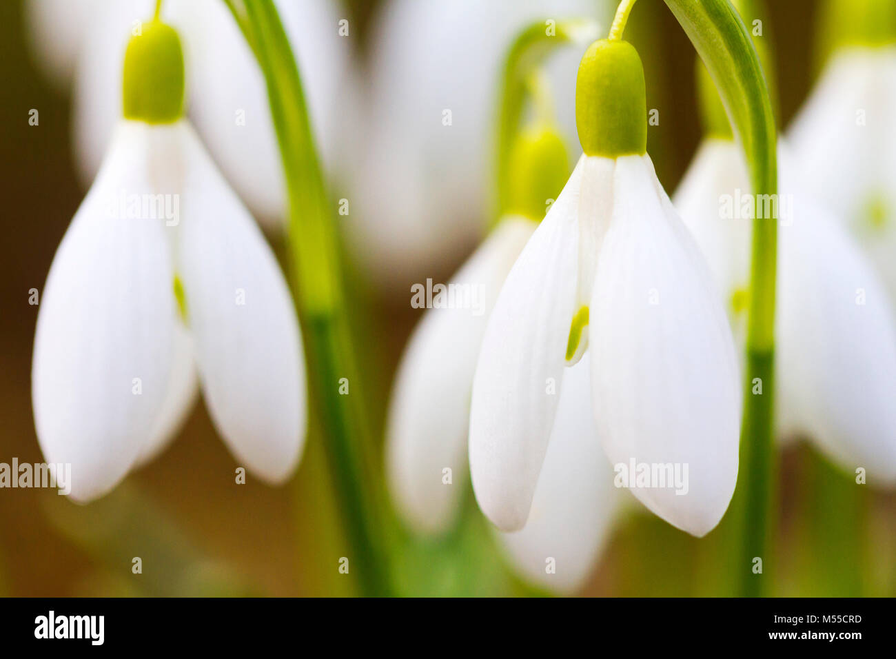 Closeup shot of fresh common snowdrops (Galanthus nivalis) blooming in the spring. Wild flowers field. Stock Photo