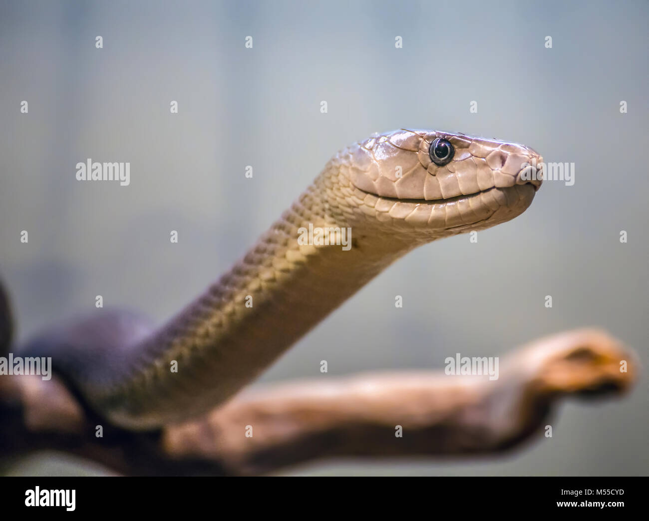 Black mamba portrait / snake / reptile / dangerous / poisonous Stock Photo
