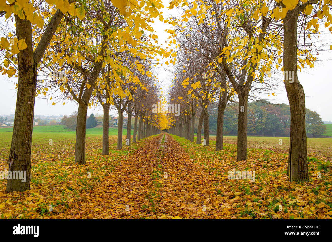 Autumn trees lined in private home road in with foliage in Italy,Europe / trees/ gate/ road