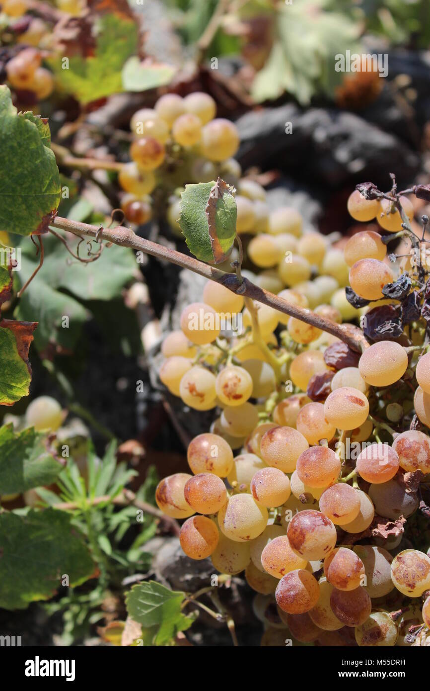 Grapes photographed in Greece Stock Photo Alamy