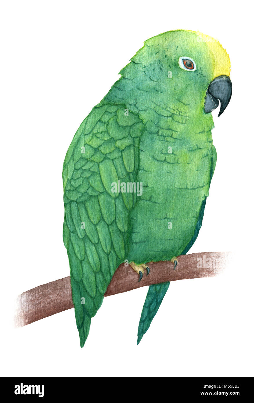 Hand painted watercolor parrot sitting on the branch isolated on the ...