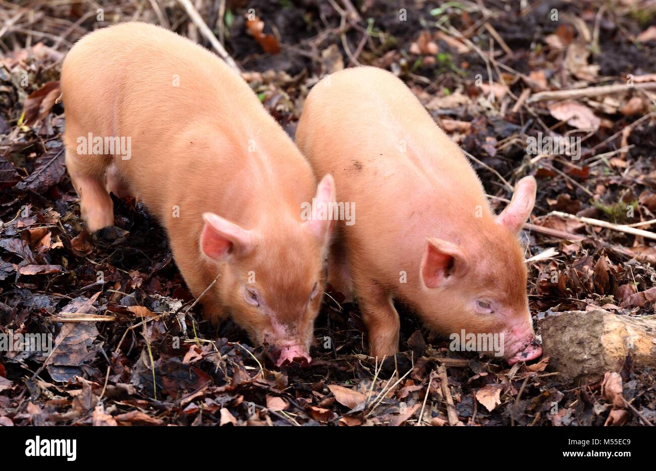 Tamworth piglets rootling Stock Photo