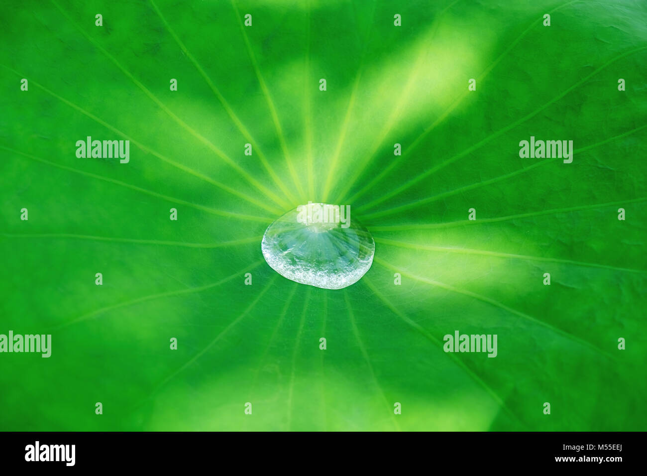 Big water drop on the lotus leaf Stock Photo - Alamy