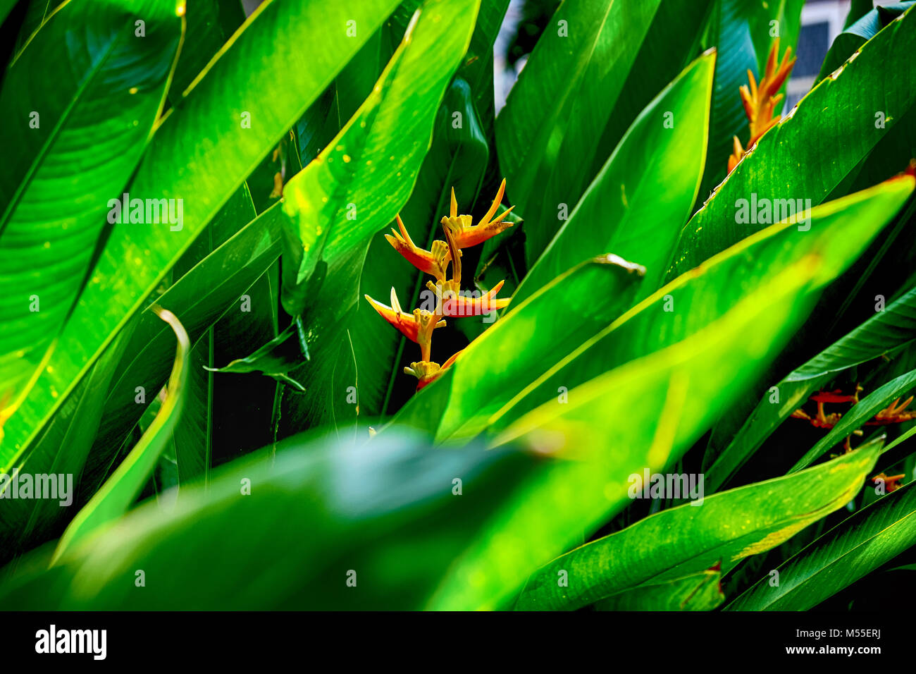 The Heliconia flower with leafs Stock Photo - Alamy