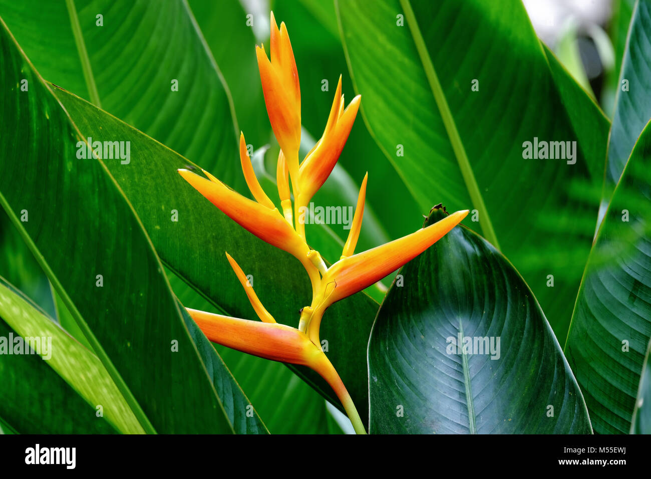The Heliconia flower with leafs Stock Photo