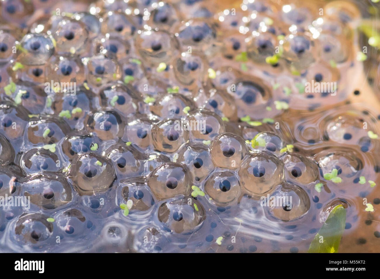 Stirlingshire, Scotland, UK - 20 February 2018: UK weather - the first  clump of frogspawn appears in a Stirlingshire garden pond on a much warmer and brighter day, heralding the start of spring Credit: Kay Roxby/Alamy Live News Stock Photo
