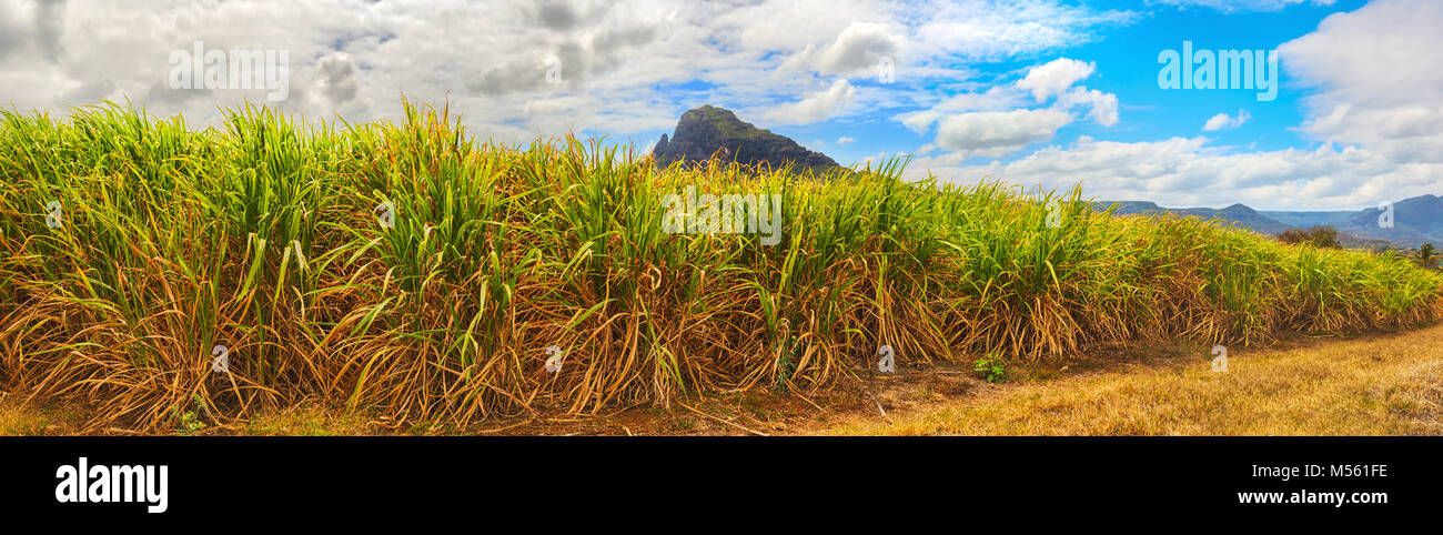 View of a sugarcane and mountains. Mauritius. Panorama Stock Photo
