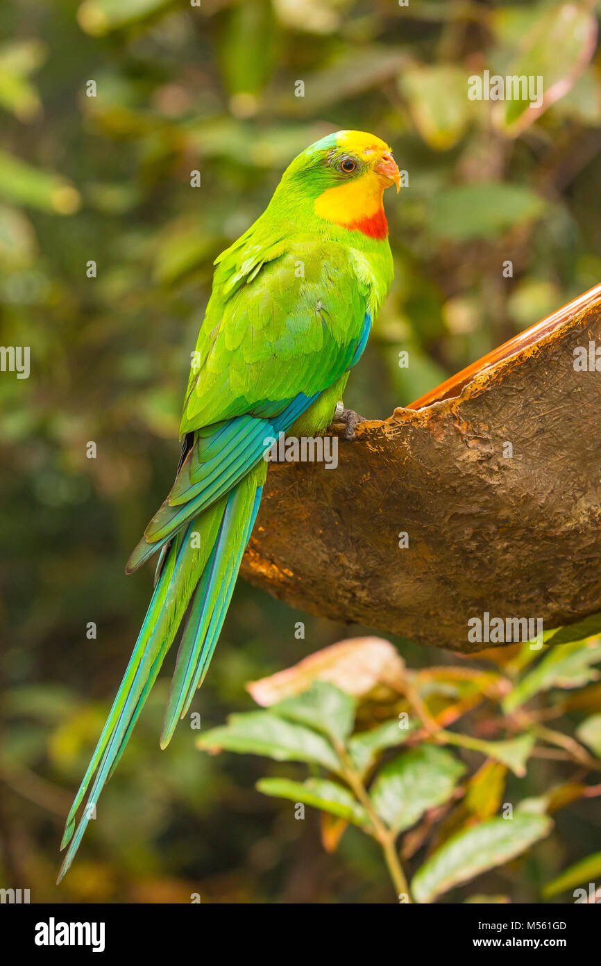 multi colored parakeet