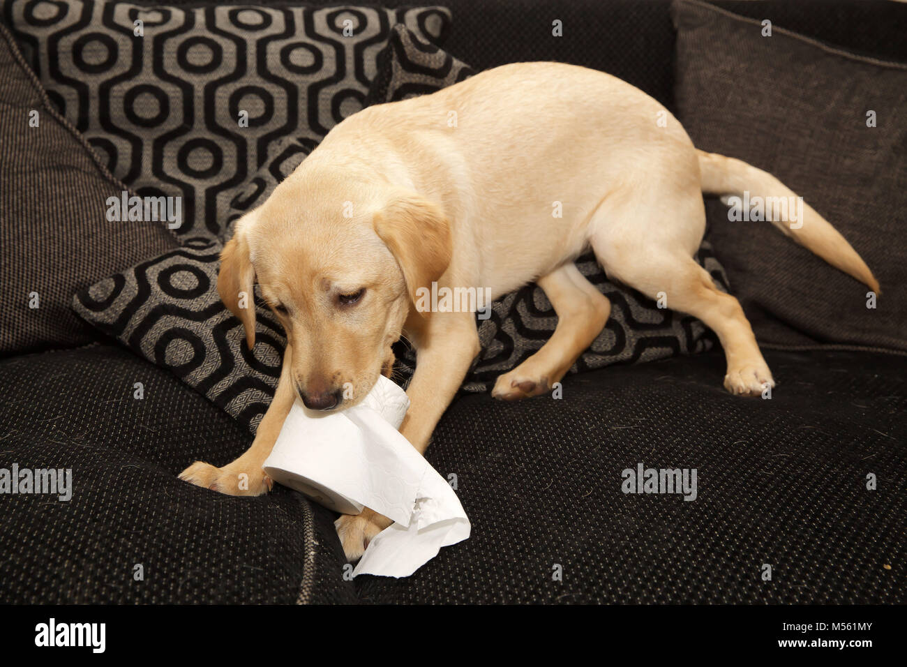 A Golden Labrador five month old puppy plays on a settee with a toilet