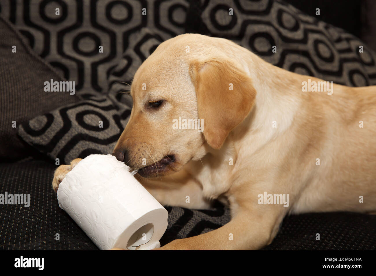 A Golden Labrador five month old puppy plays on a settee with a toilet