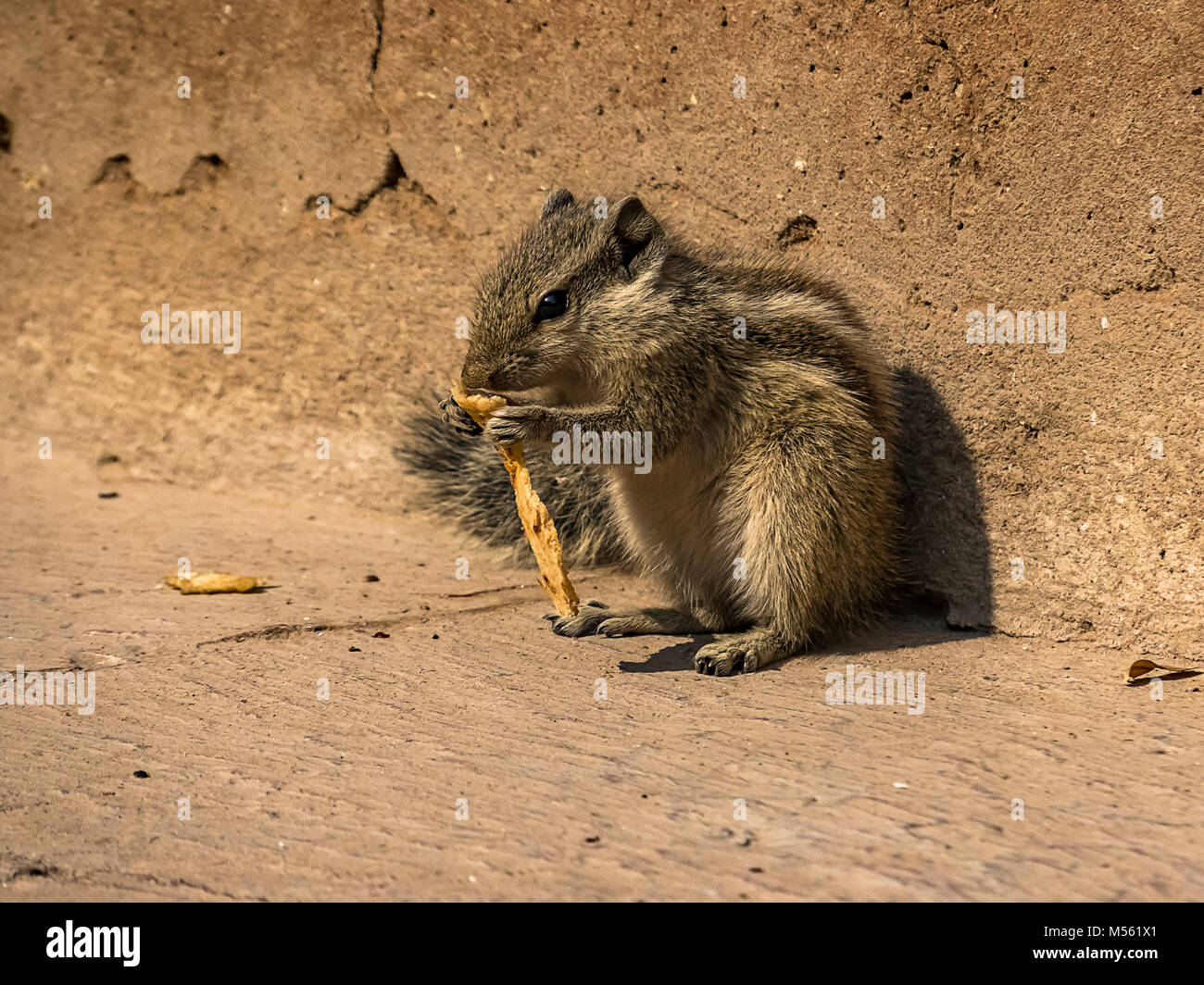 An Indian Palm Squirrel Stock Photo