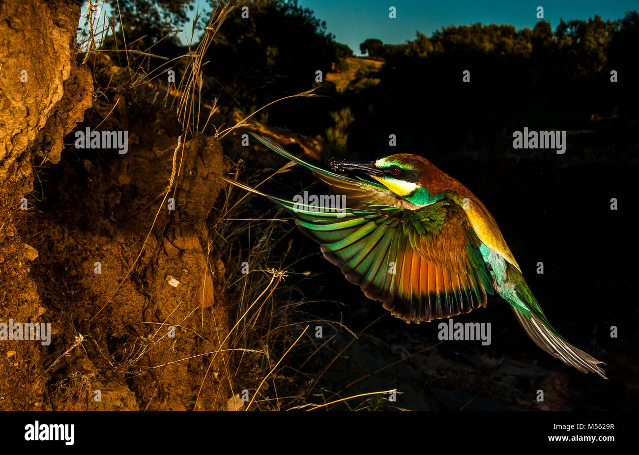 Bee-eater (Merops apiaster) arriving to its nest, excavated in a Cliff of sand Stock Photo