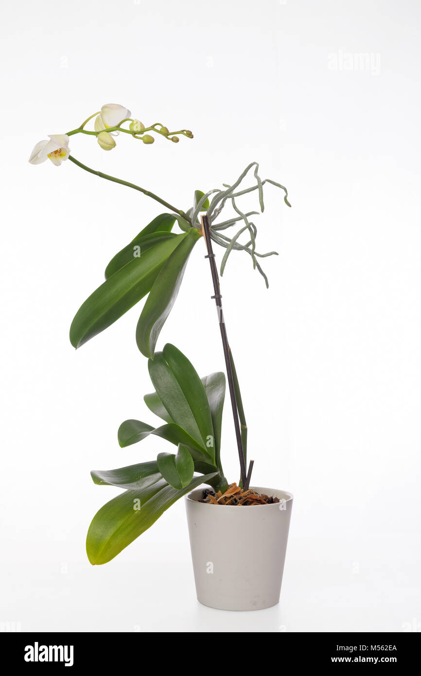 Spray of white and green flowers on a Phalaenopsis orchid plant and aerial roots growing in a white clay pot isolated on a white background. Stock Photo