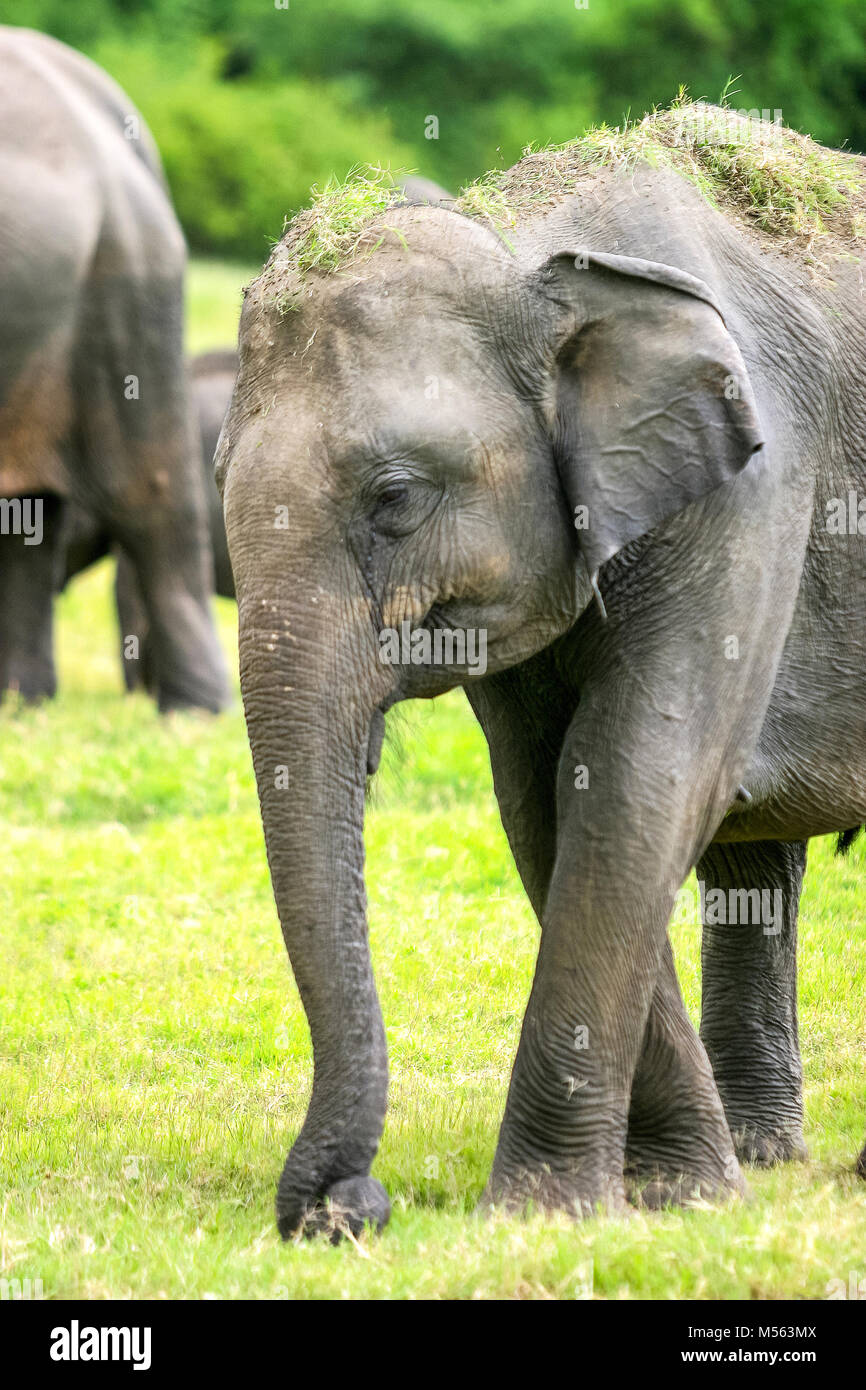 Close-up of a wild Sri Lankan elephant (the largest of four subspecies of the Asian elephant) in the Minneriya National Park in Sri Lanka. Stock Photo