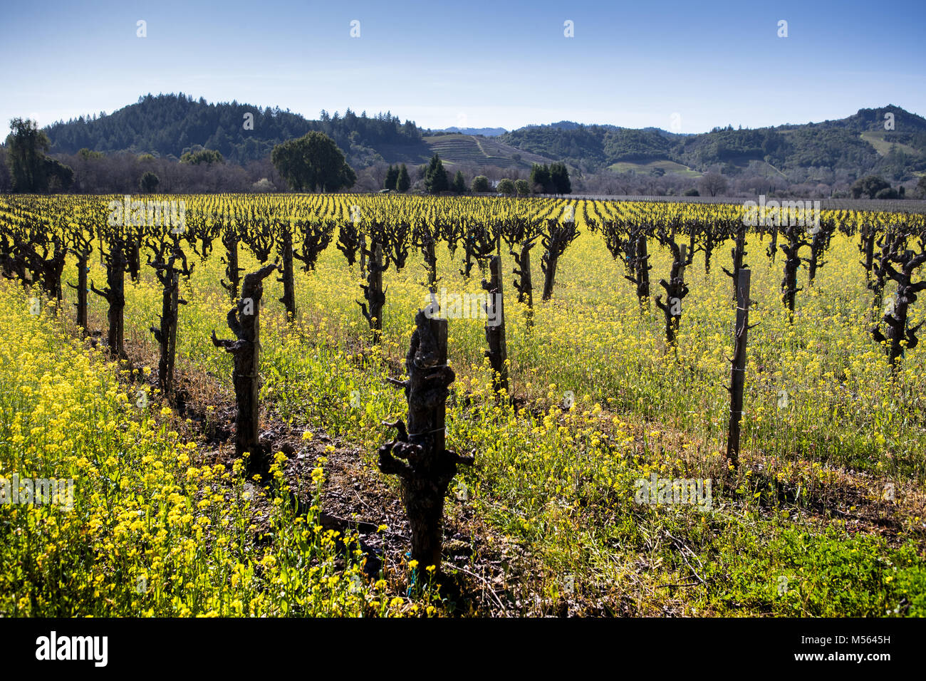 Flower fields napa valley california hires stock photography and