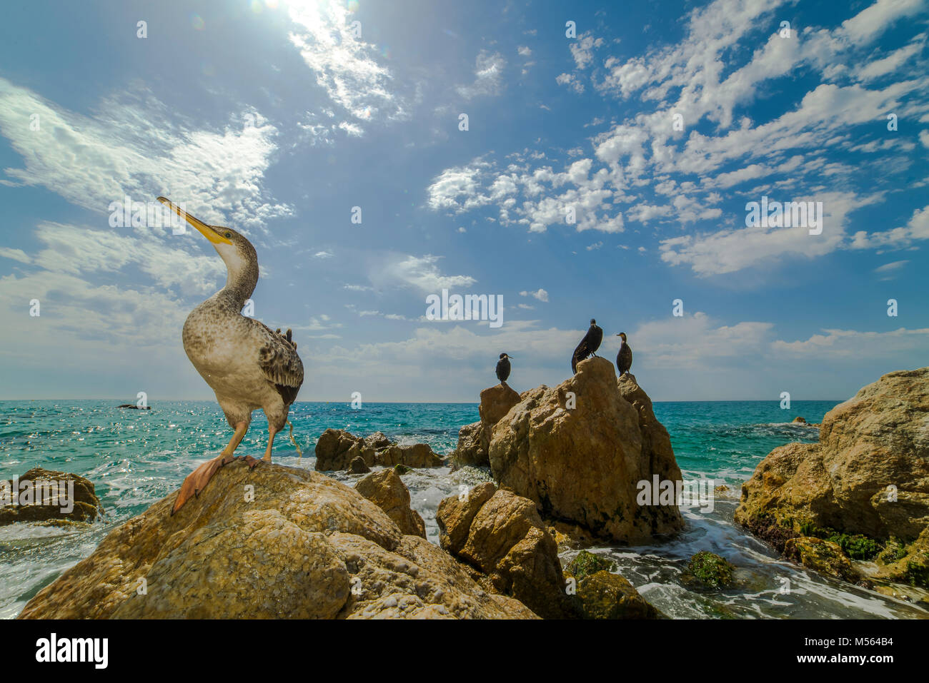 Cormorants, European shag (Phalacrocorax aristotelis) in Roca Grossa, Calella Barcelona coast Stock Photo