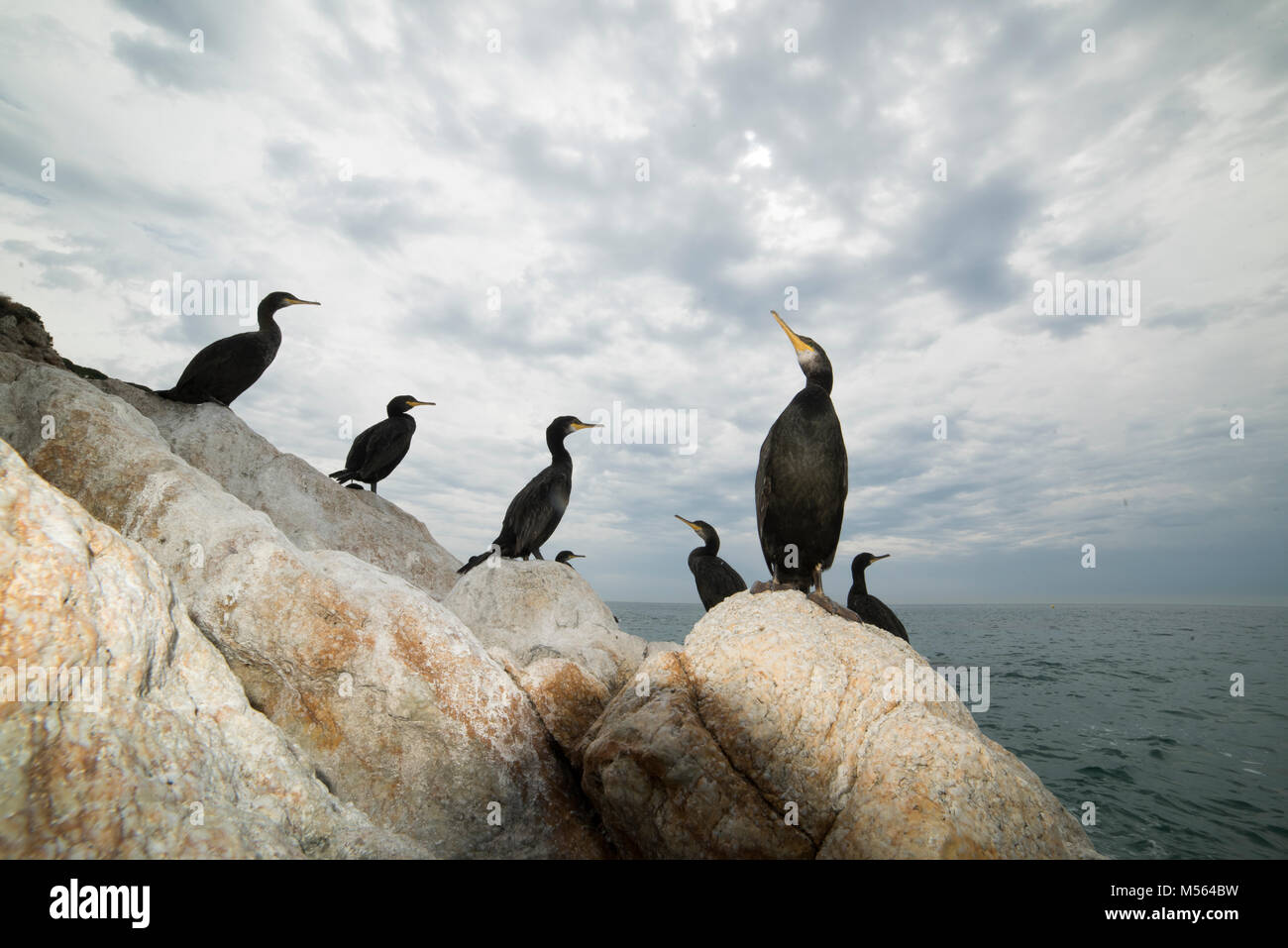 Cormorants, European shag (Phalacrocorax aristotelis) in Roca Grossa, Calella Barcelona coast Stock Photo