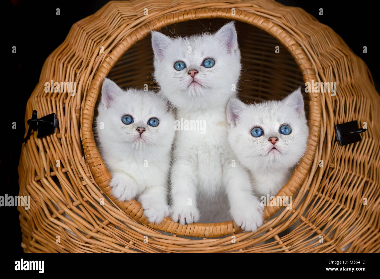 Three white kittens in reed basket Stock Photo