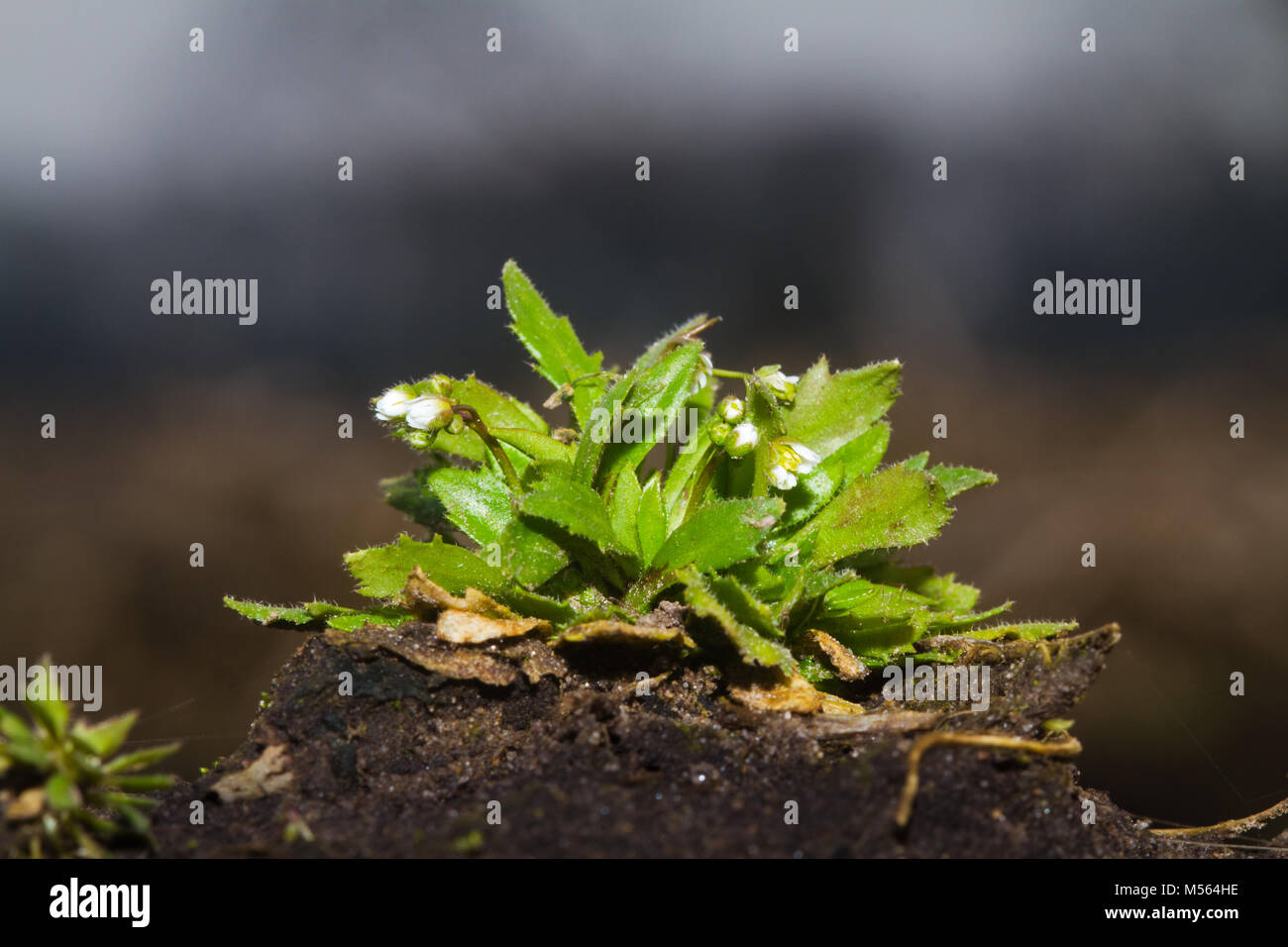 Spring draba, also known as Shadflower or Nailwort, growing on a clod of soil in the last days of winter Stock Photo
