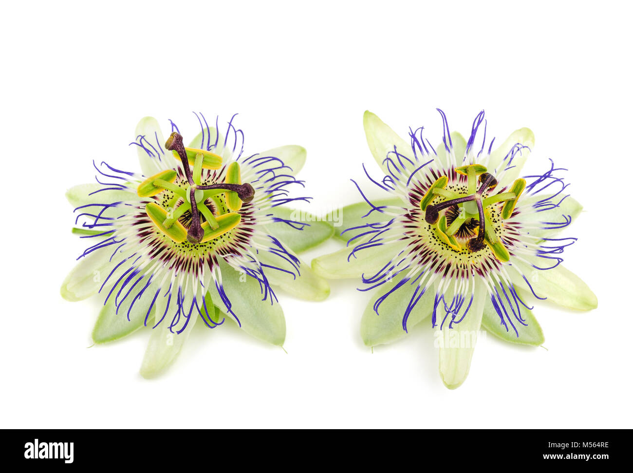 Passionflower passionflowers passiflora flower hires stock photography