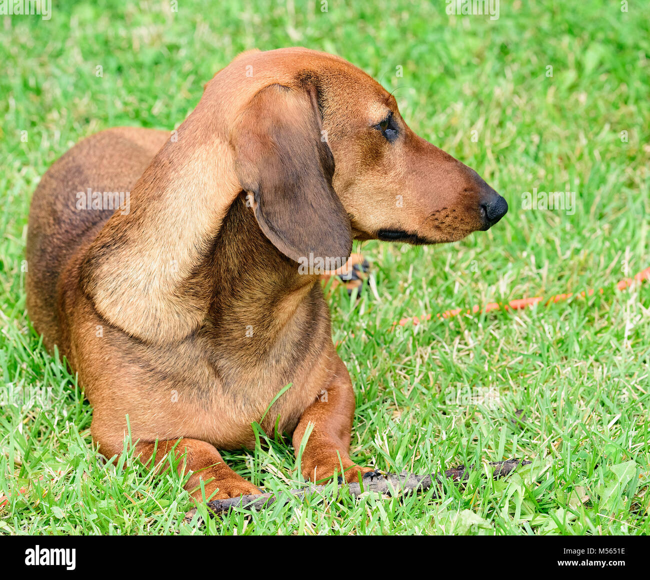 brown dachshund dog puppy Stock Photo Alamy