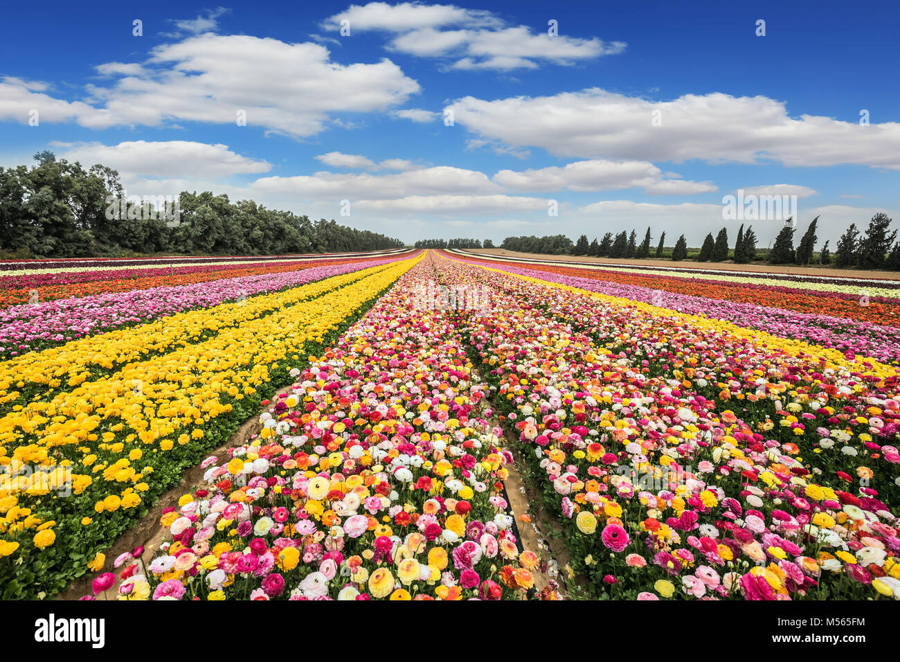 The flower carpet of colorful  buttercups Stock Photo